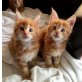 Maine Coon - Katze