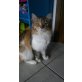 Maine Coon - Katze