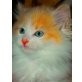 Maine Coon - Katze