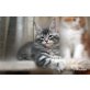 Maine Coon - Katze