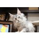 Maine Coon - Katze