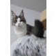 Maine Coon - Katze