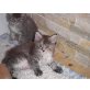 Maine Coon - Katze