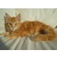 Maine Coon - Katze