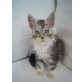 Maine Coon - Katze