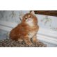 Maine Coon - Katze