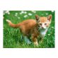 Maine Coon - Katze