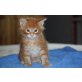 Maine Coon - Katze