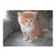 Maine Coon - Katze
