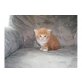 Maine Coon - Katze
