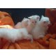 Maine Coon - Katze