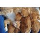 Maine Coon - Katze