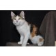 Maine Coon - Katze