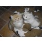 Maine Coon - Katze