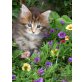 Maine Coon - Katze