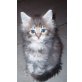 Maine Coon - Katze