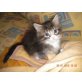 Maine Coon - Katze