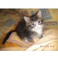 Maine Coon - Katze