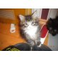 Maine Coon - Katze