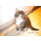 Maine Coon - Katze