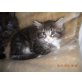 Maine Coon - Katze
