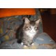 Maine Coon - Katze