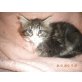 Maine Coon - Katze