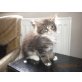 Maine Coon - Katze