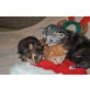 ???, Maine Coon - Katze