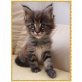 Maine Coon - Katze