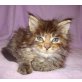 Maine Coon - Katze