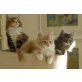 Maine Coon - Katze