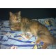 Maine Coon - Katze