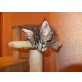Maine Coon - Katze