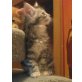Maine Coon - Katze