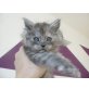 Maine Coon - Katze