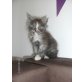 Maine Coon - Katze