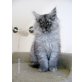 Maine Coon - Katze