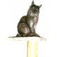 Maine Coon - Katze
