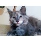 Maine Coon - Katze