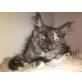 Maine Coon - Katze