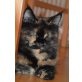 Maine Coon - Katze