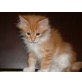 Maine Coon - Katze