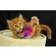 Maine Coon - Katze