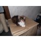 Maine Coon - Katze