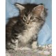 Maine Coon - Katze