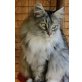Maine Coon - Katze