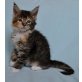Maine Coon - Katze