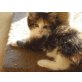 Maine Coon - Katze