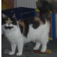 Maine Coon - Katze